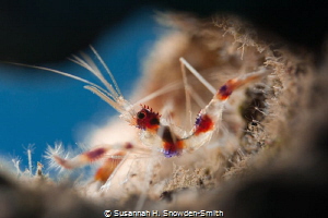 I found this tiny banded coral shrimp on the Oro Verde sh... by Susannah H. Snowden-Smith 